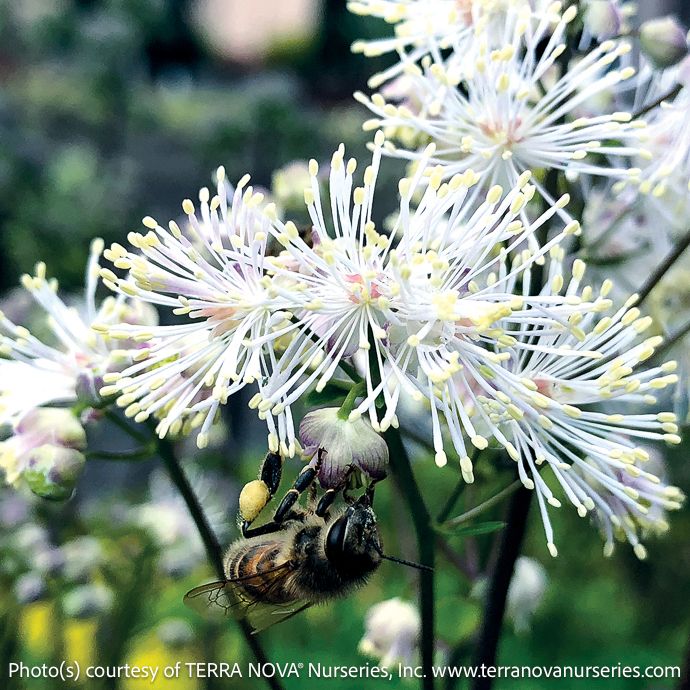 #1 Thalictrum aquilegiifolium Nimbus &#39;White&#39;/ Meadow Rue