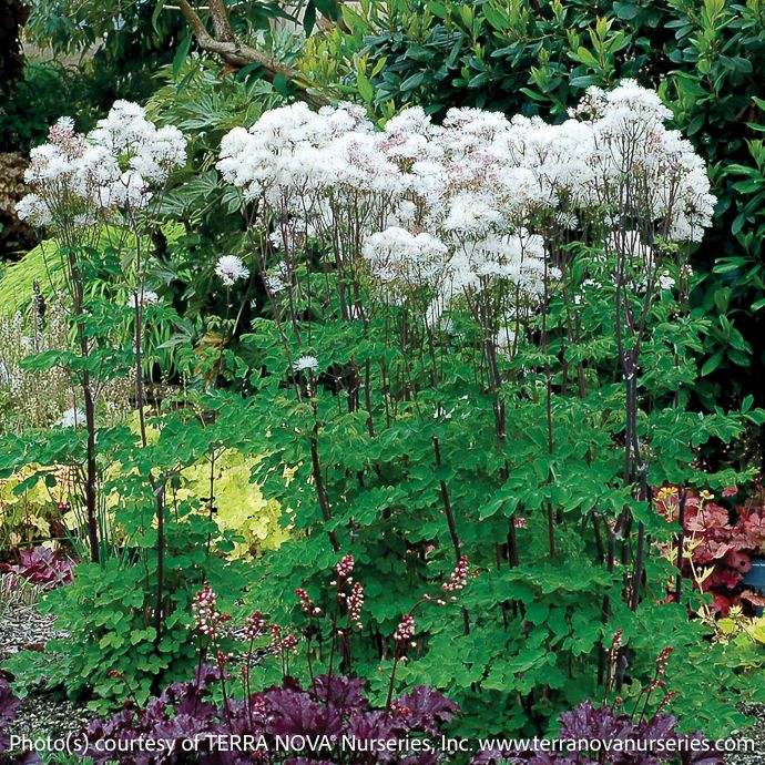 #1 Thalictrum aquilegiifolium Nimbus &#39;White&#39;/ Meadow Rue
