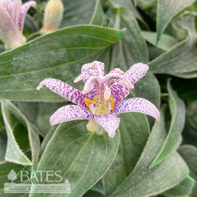 #1 Tricyrtis hirta Miyazaki/ Toad Lily