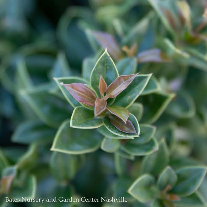 #3 Ilex corn Carissa/ Chinese Holly (female)