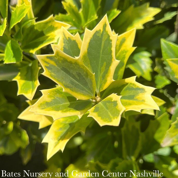 #3 Ilex x SL Golden Oakland/ Variegated Holly