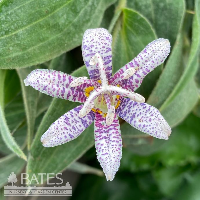 #1 Tricyrtis hirta Miyazaki/ Toad Lily