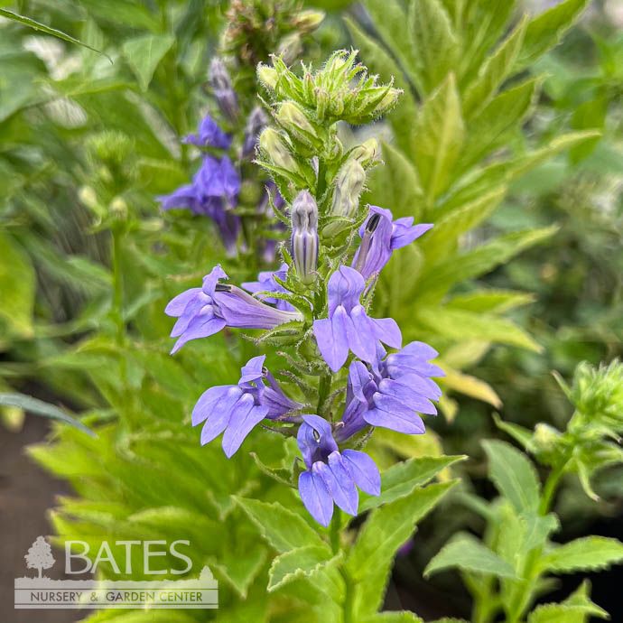 #1 Lobelia siphilitica/ Great Blue Cardinal Flower Native (TN)