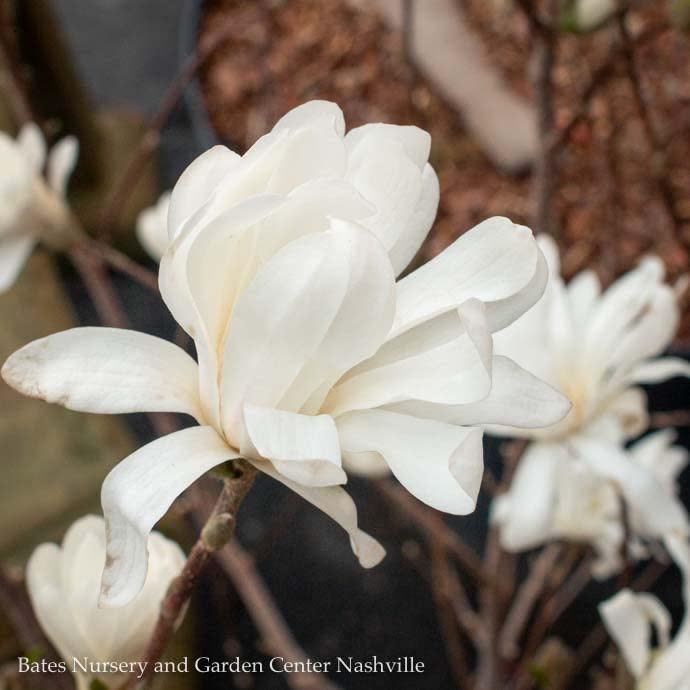 #15 Magnolia stellata Royal Star/ Deciduous White