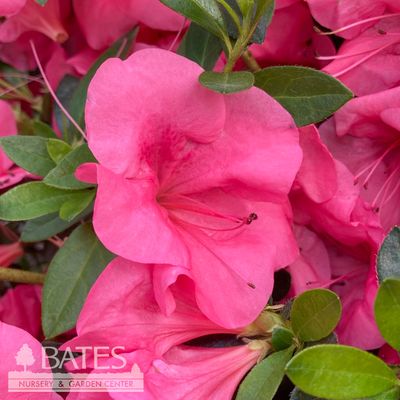 Topiary Hedge Box Rhododendron x Osakazuki/ Dwarf Pink Satsuki Azalea