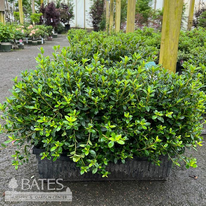 Topiary Hedge Box Rhododendron x  Osakazuki/ Dwarf Pink Satsuki Azalea
