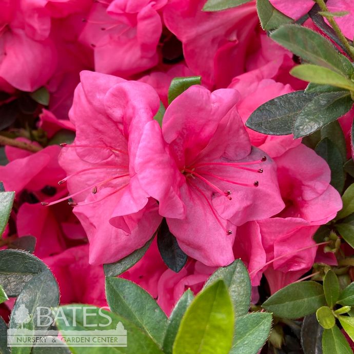Topiary Hedge Box Rhododendron x  Osakazuki/ Dwarf Pink Satsuki Azalea