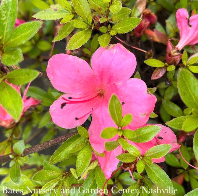 Topiary Hedge Box Rhododendron x  Osakazuki/ Dwarf Pink Satsuki Azalea