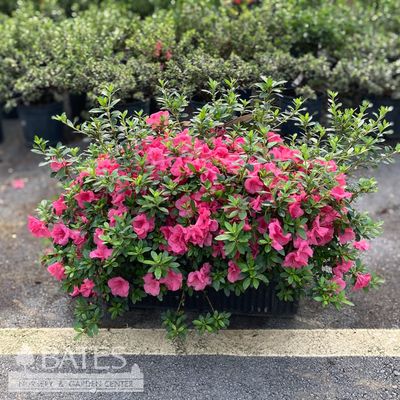 Topiary Hedge Box Rhododendron x Osakazuki/ Dwarf Pink Satsuki Azalea