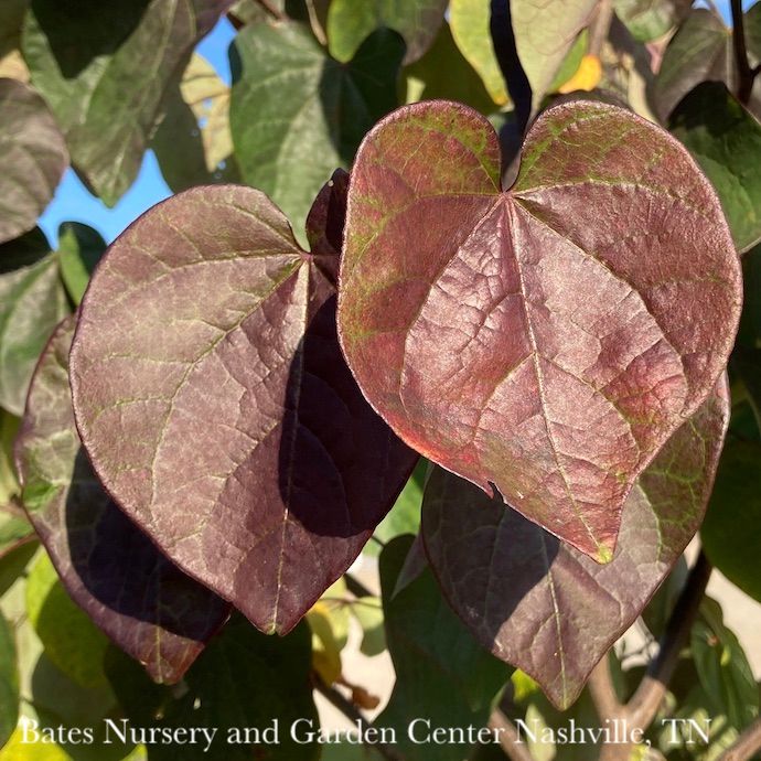 #15 Cercis can Black Pearl/ Purple Foliage Redbud Native (TN)
