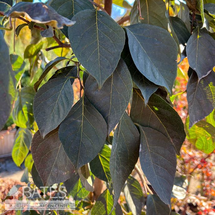 #20 Styrax japonicus Nightfall/ Weeping Japanese Snowbell