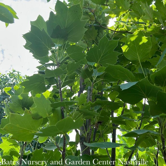 #30 Liriodendron tul Arnold/ Columnar Tulip Poplar  Native (TN)