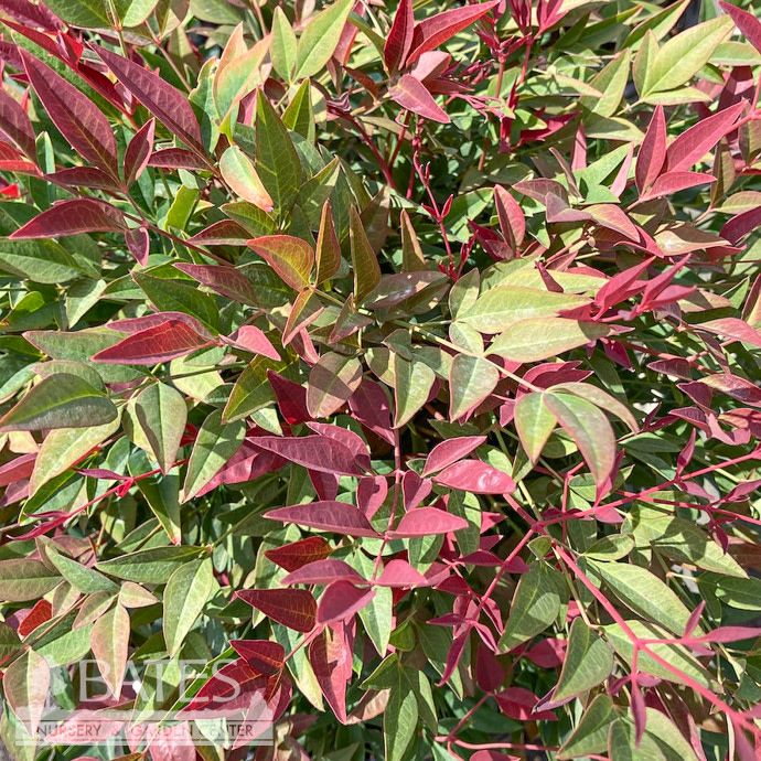 #2 Nandina dom SL Obsession/ Compact Heavenly Bamboo