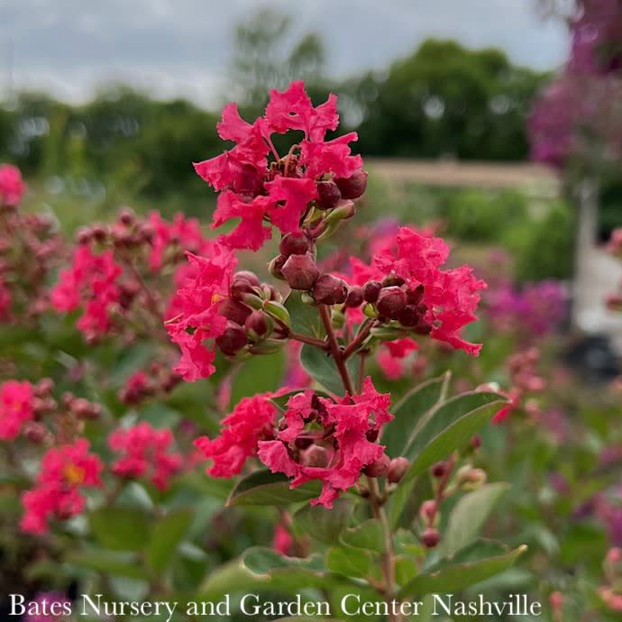 #3 Lagerstroemia Bellini 'Raspberry'/ Dwarf Crape Myrtle