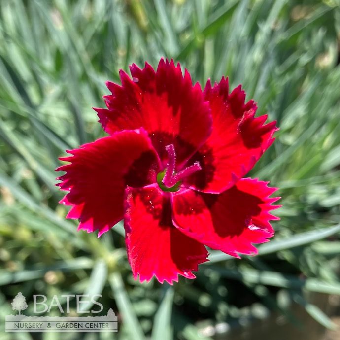 #1 Dianthus x Star Single &#39;Fire Star&#39;/ Red