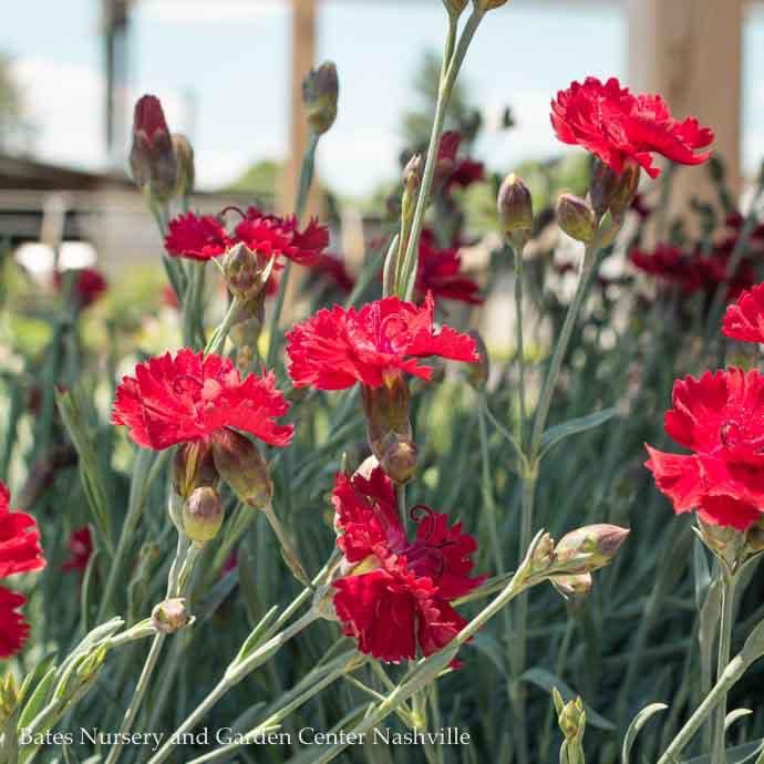 #1 Dianthus x Star Single &#39;Fire Star&#39;/ Red