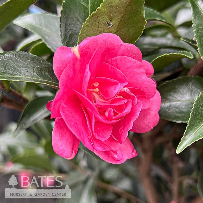 #7 Camellia sas SL October Magic &#39;Rose&#39;/ Salmon Pink - No Warranty
