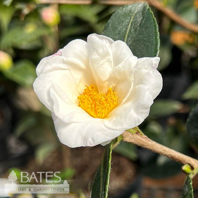 #3 Camellia x Winter&#39;s Cupid/ White - No Warranty
