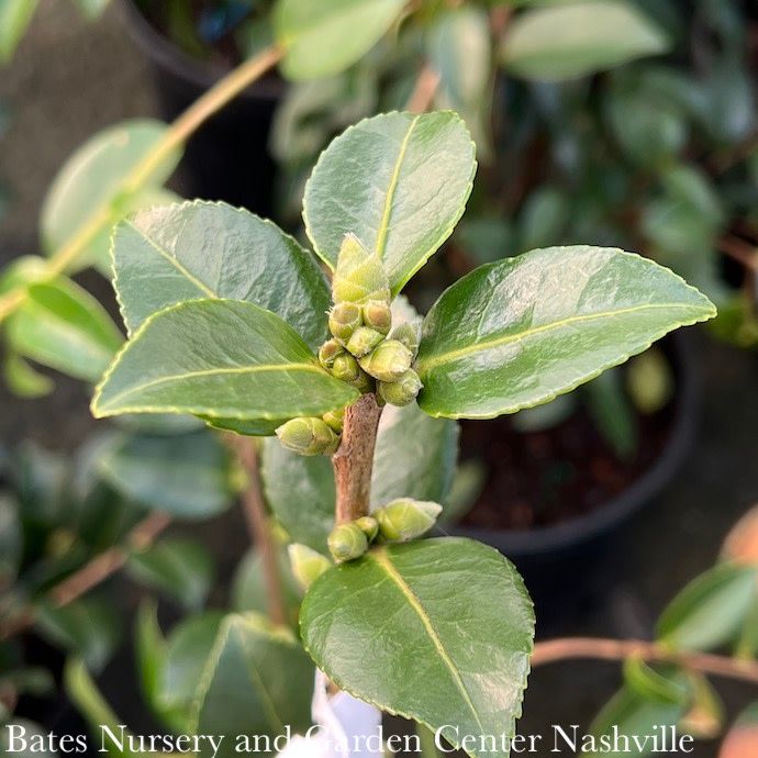 #1 Camellia x Winter&#39;s Cupid/ White - No Warranty