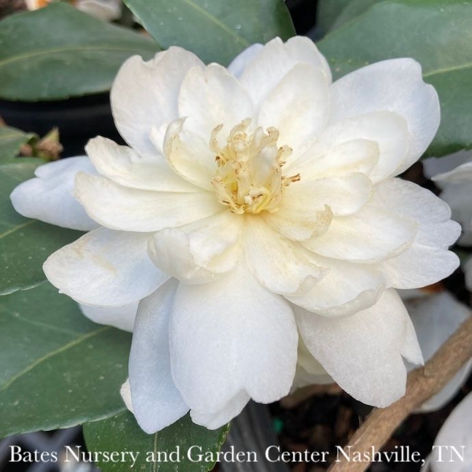 #1 Camellia x Winter&#39;s Waterlily/ White - No Warranty