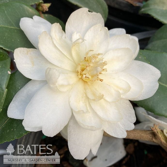 #1 Camellia x Winter&#39;s Waterlily/ White - No Warranty