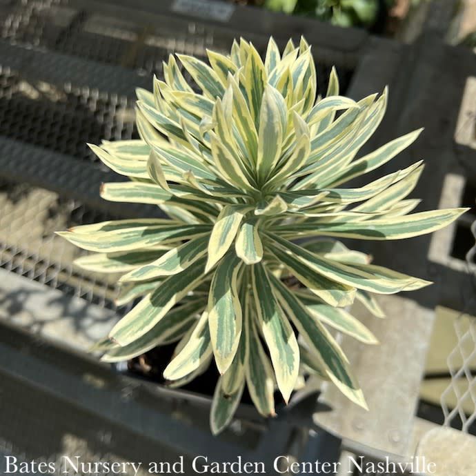 #1 Euphorbia char Tasmanian Tiger/ Variegated Spurge