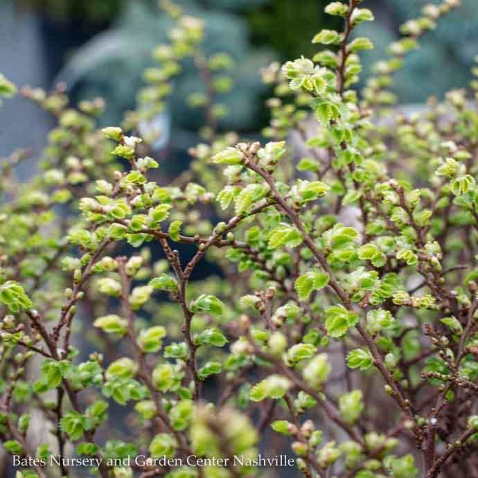 LPP(4P) Bonsai Starter Ulmus parv Seiju/ Dwarf Chinese Elm Lacebark - No Warranty