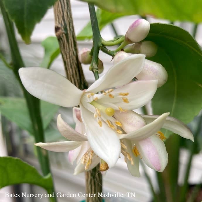 Tropical Edible #3 Citrus Improved Meyer Lemon Bush - No Warranty