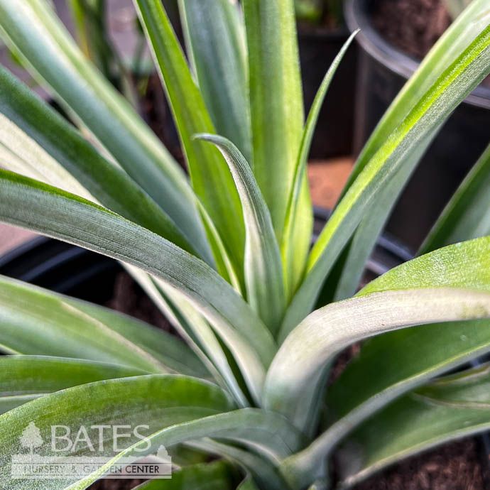 Tropical Edible #1 Ananas comosus White Jade/ Pineapple