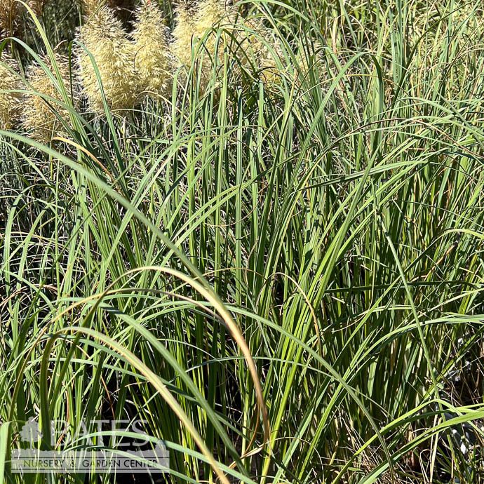 #3 Grass Cortaderia selloana/ Pampas - No Warranty