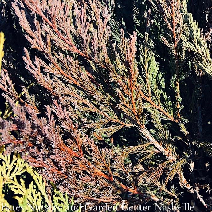 #3 Juniperus horiz Plumosa Compacta/ Creeping Andorra Juniper