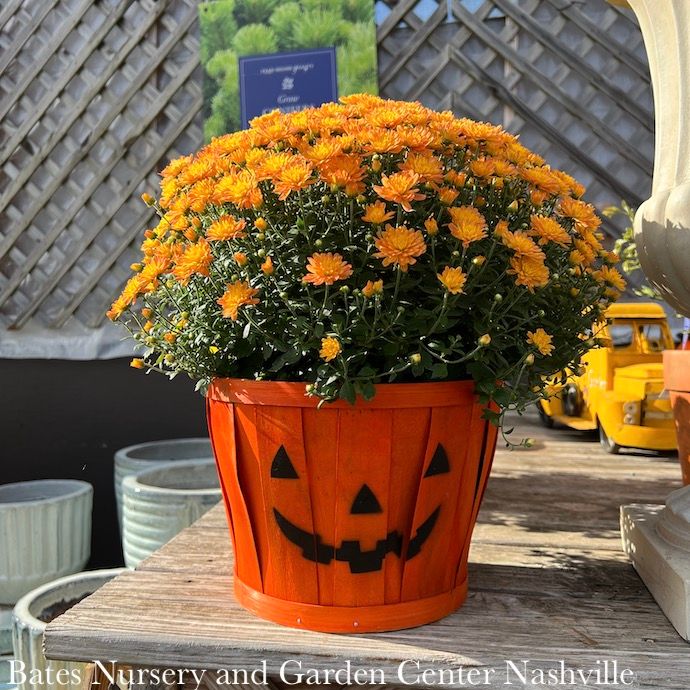 Pumpkin Face 10p Chrysanthemum Mum Assorted