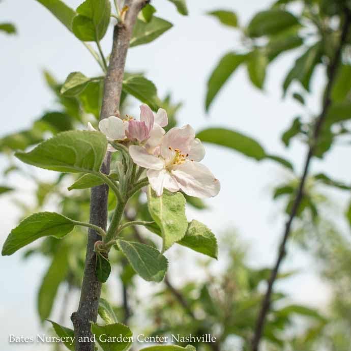 Edible #5 Malus Cortland/ Semi-dwarf Apple