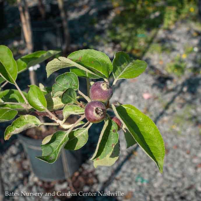 Edible #5 Malus Cortland/ Semi-dwarf Apple