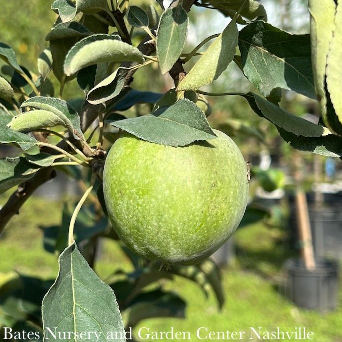 Edible #5 Malus Granny Smith/ Semi-dwarf MidSeason Apple