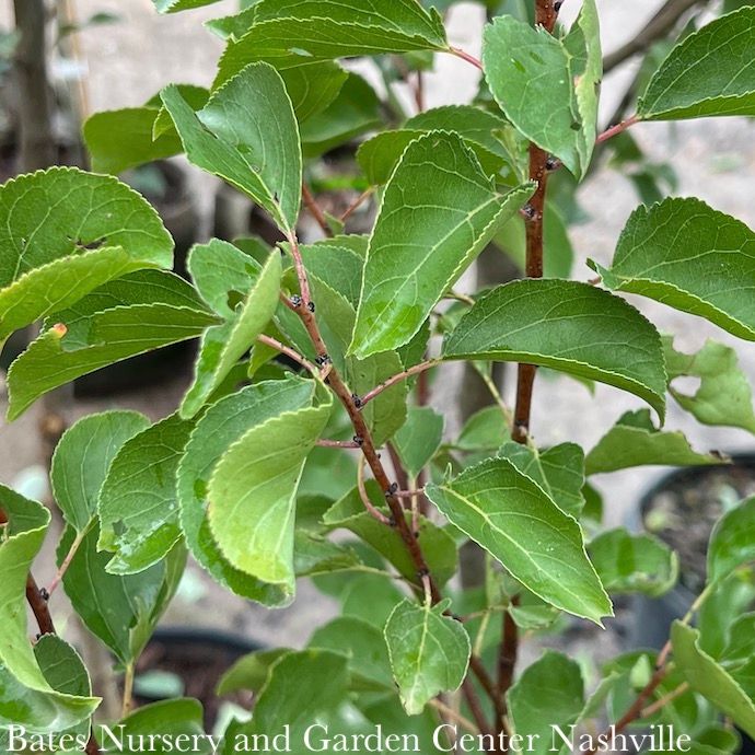 Edible #5 Prunus Moorpark/ Freestone Apricot