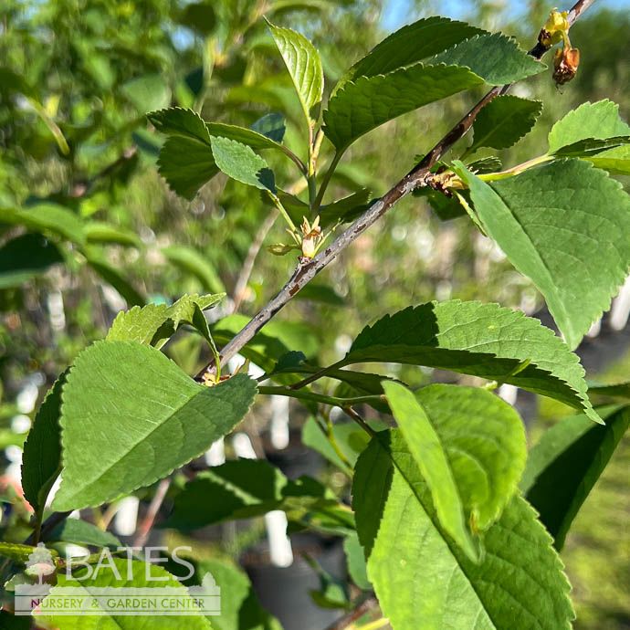 Edible #5 Prunus Montmorency/ Semi-Dwarf Sour/Tart Cherry - No Warranty