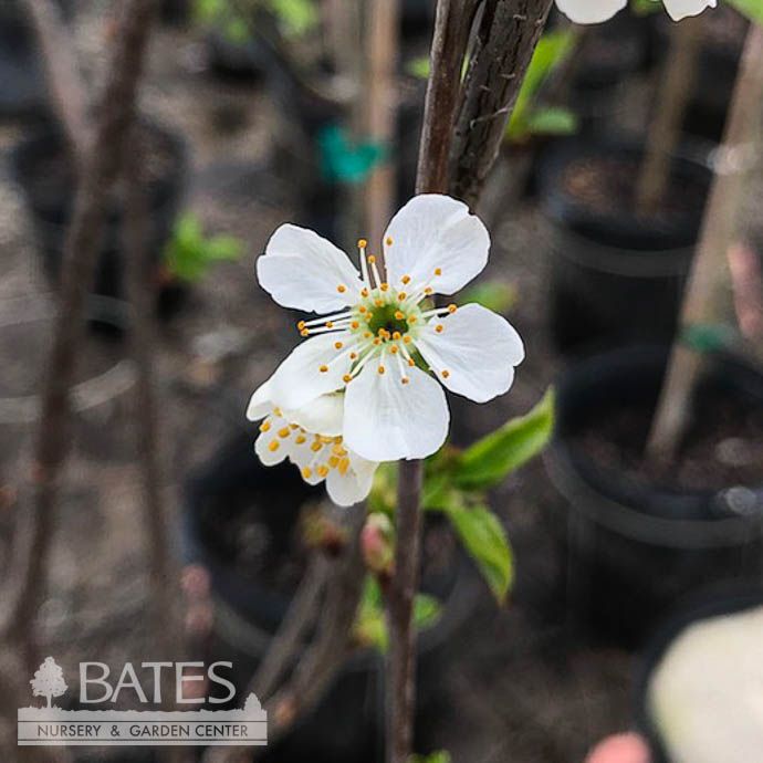 Edible #5 Prunus Montmorency/ Semi-Dwarf Sour/Tart Cherry - No Warranty
