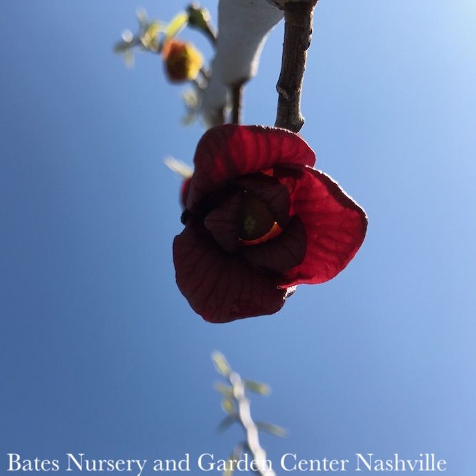 Edible #1 Asimina triloba/ Paw Paw Native (TN)