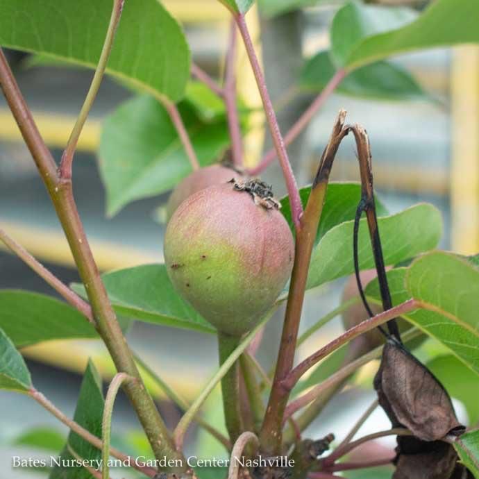 Edible #7 Pyrus com Kieffer/ Semi-dwarf Pear