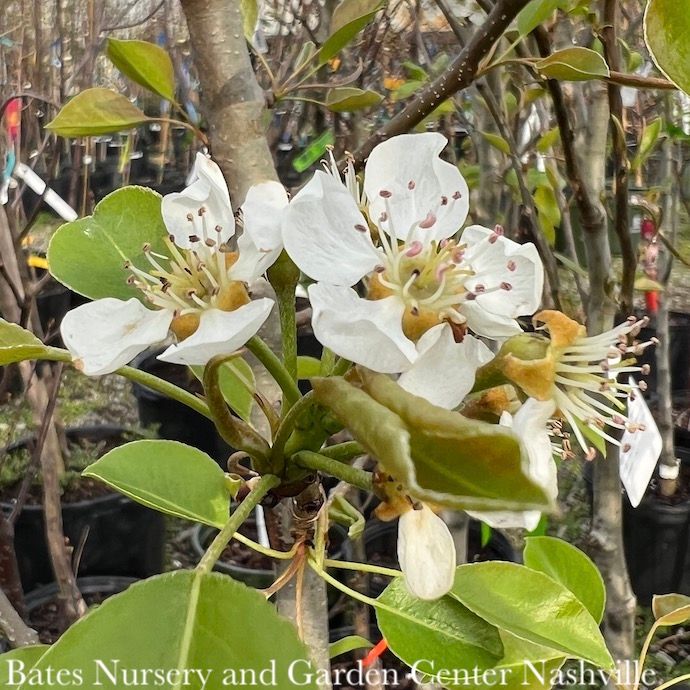 Edible #7 Pyrus com Ayers/ Self-fertile Semi-dwarf Pear