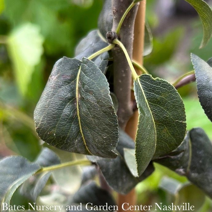 Edible #5 Pyrus com Red D&#39;Anjou/ Semi-dwarf Pear