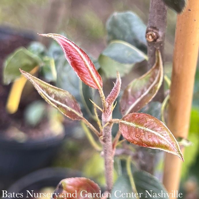 Edible #5 Pyrus com Red D&#39;Anjou/ Semi-dwarf Pear