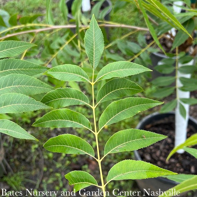 Edible #7 Carya ill Pawnee/ Type I Pecan Native (TN)