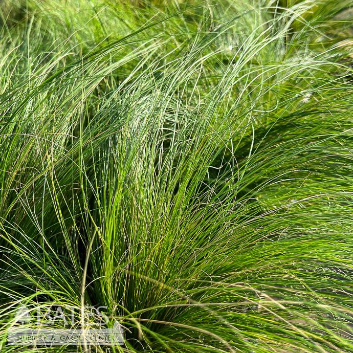 #2 Nassella (Stipa) tenuissima/ Mexican Feather Grass - No Warranty