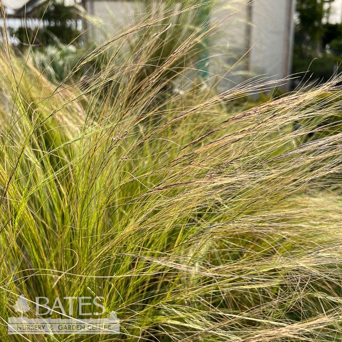 #2 Nassella (Stipa) tenuissima/ Mexican Feather Grass - No Warranty