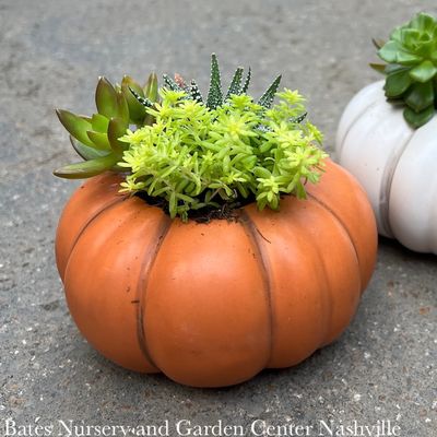 Fall Decor