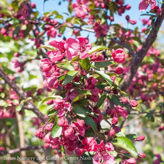 #5 Malus x Prairifire/ Dark Pink Crabapple