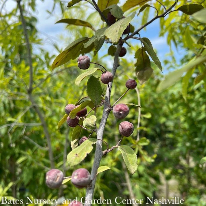 #5 Malus x Prairifire/ Dark Pink Crabapple