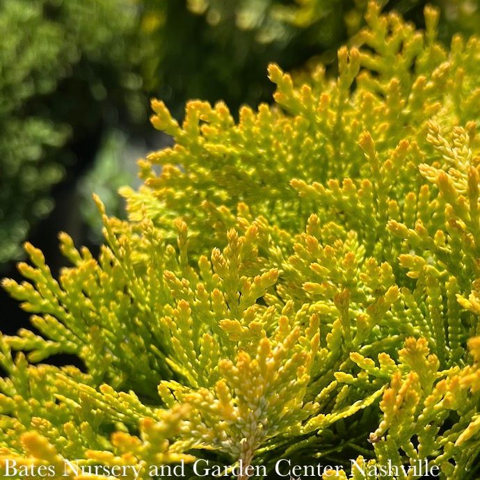 #1 Thuja occ PW Anna&#39;s Magic Ball/ Globe Arborvitae